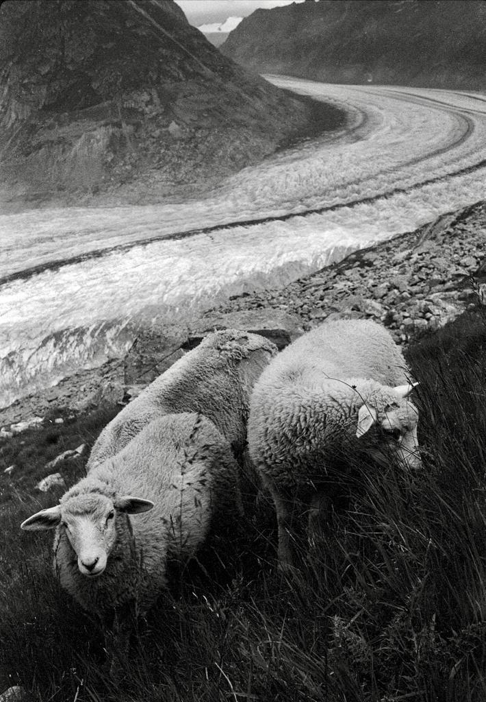Three sheep graze on a grassy hillside overlooking a glacier and mountains.