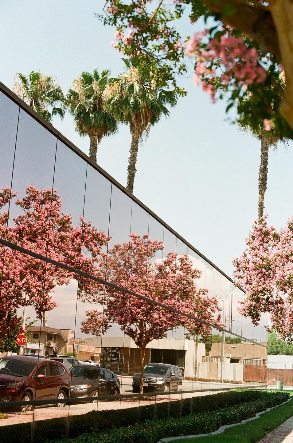 Palm trees and pink blossoms are reflected in the glass facade of a building, with cars parked on the street below.