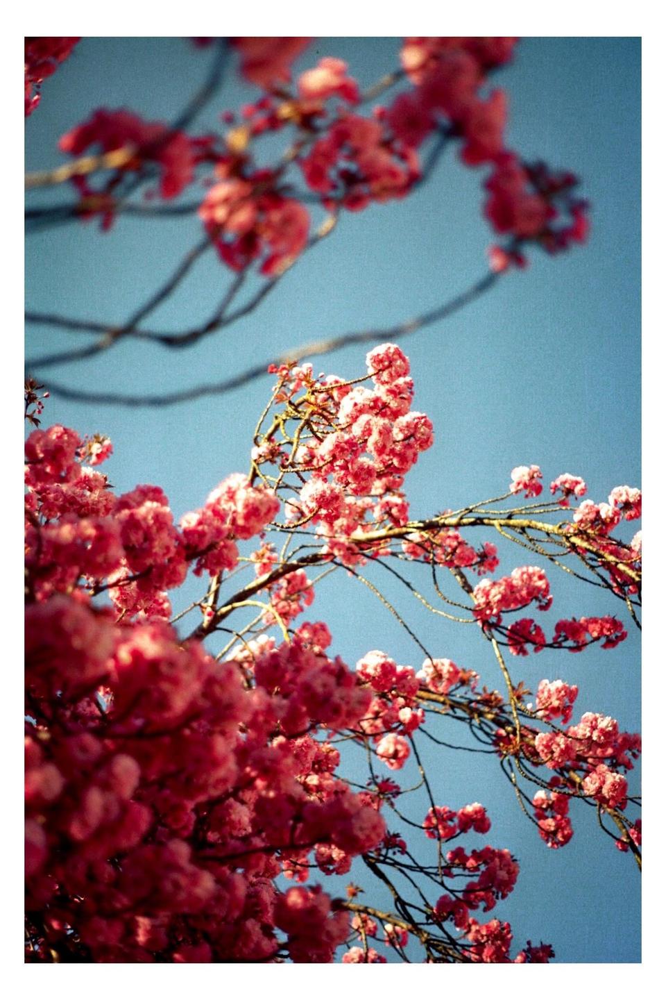 Pink blossoms on tree branches are set against a clear blue sky.