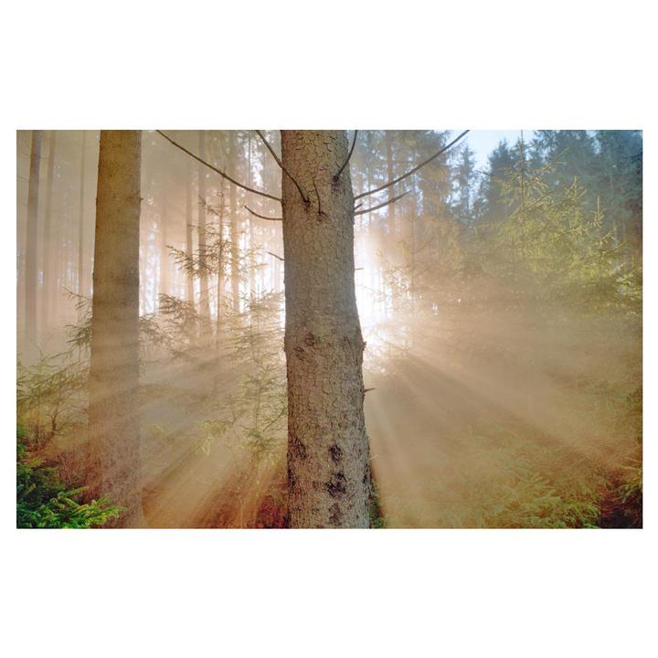 Sunlight streams through a hazy forest, illuminating the trees and undergrowth.
