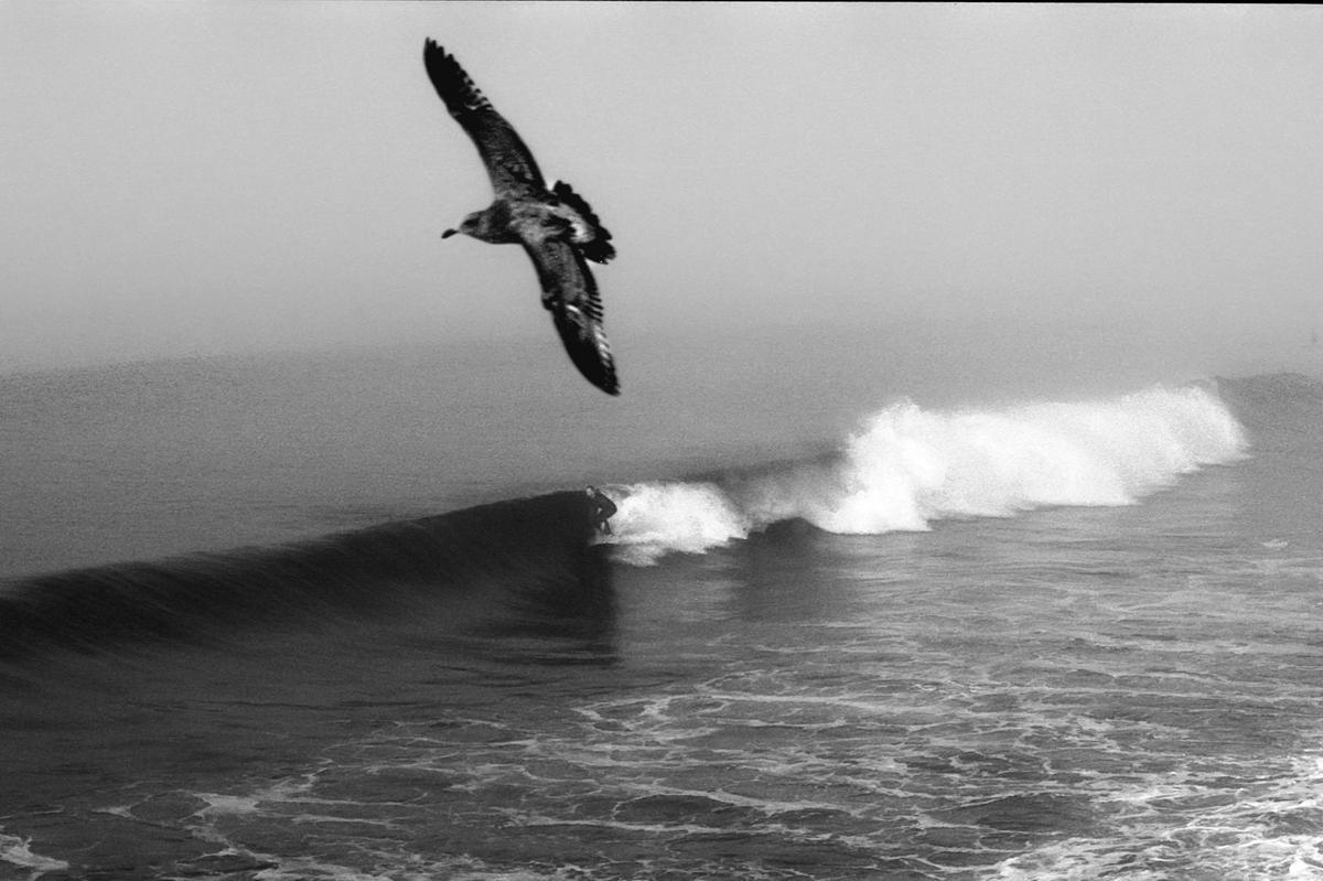 A bird flies over a breaking wave with a surfer riding it.
