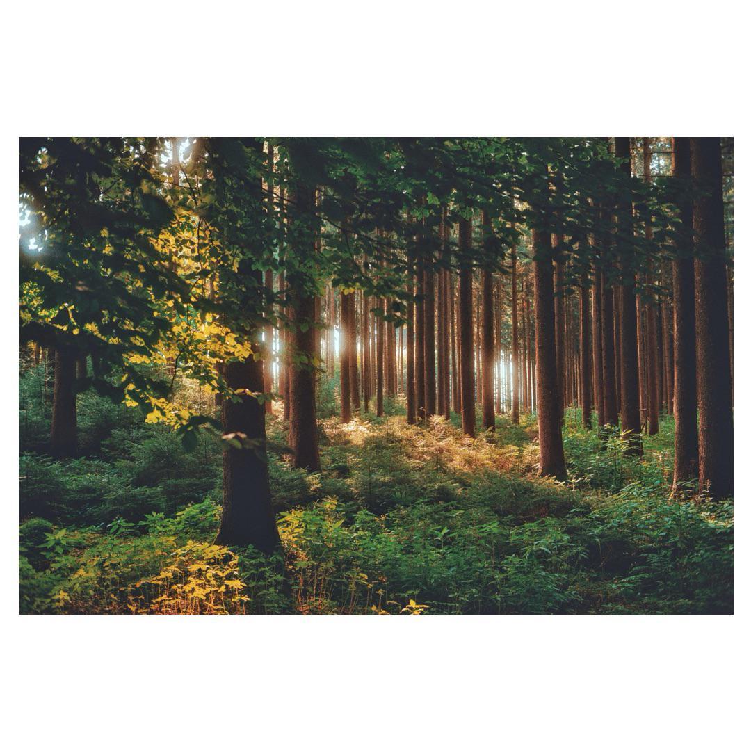 Sunlight streams through a dense forest of tall trees and illuminates the undergrowth.