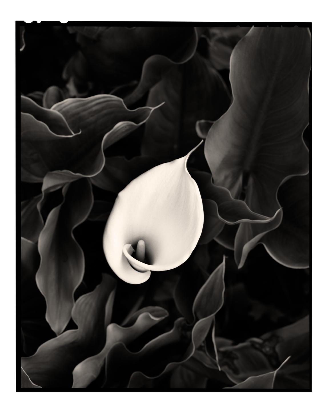 A single calla lily is surrounded by dark foliage.