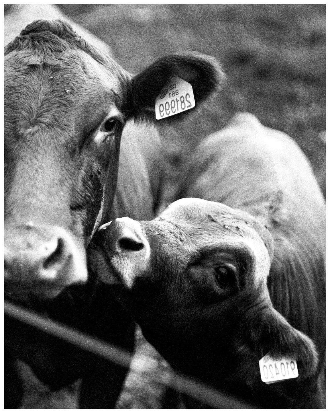 Two cows stand close together, one nuzzling the other, with ear tags visible.