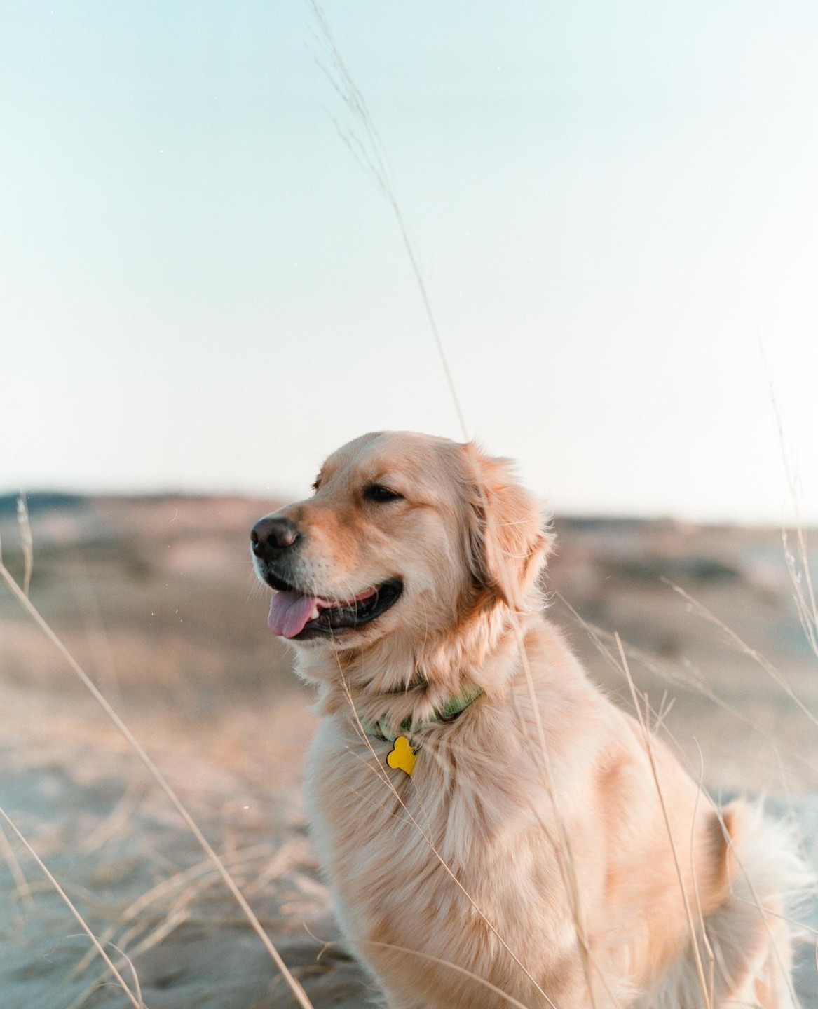 A golden retriever with a green collar and a yellow bone-shaped tag sits in dry grass.