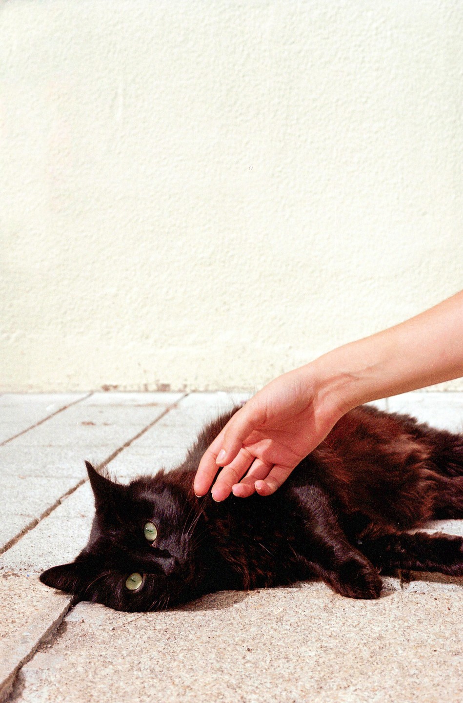A hand pets a black cat with green eyes lying on a concrete surface next to a light-colored wall.
