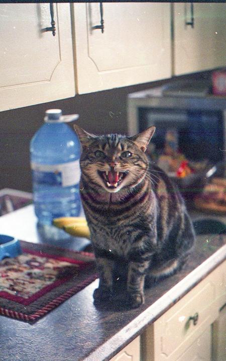 A tabby cat with its mouth open and teeth showing sits on a kitchen counter next to a large water bottle.