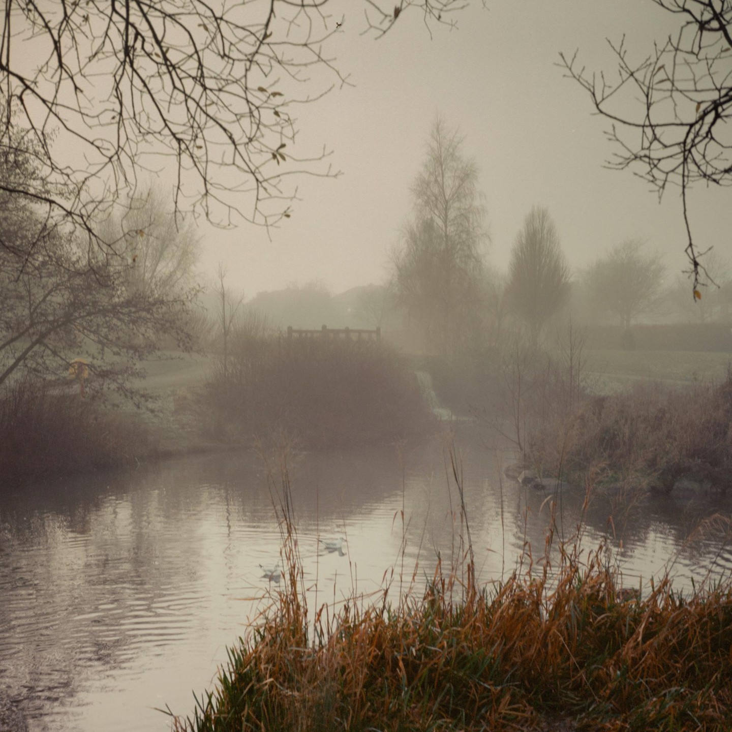 A body of water with tall grass in the foreground is surrounded by trees and a bridge in the fog.