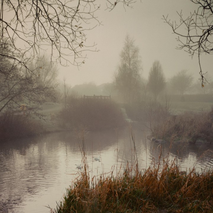 A body of water with tall grass in the foreground is surrounded by trees and a bridge in the fog.