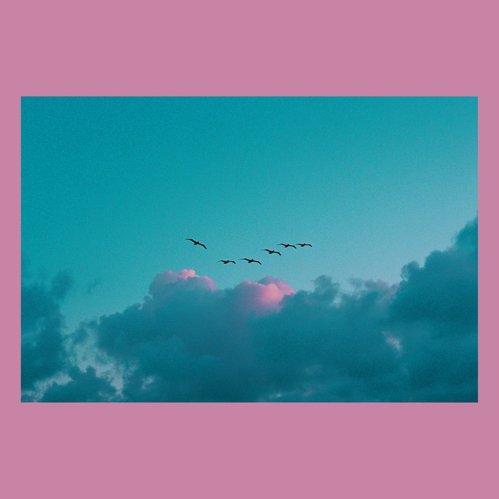 A flock of birds flies across a teal sky with pink-tinged clouds.