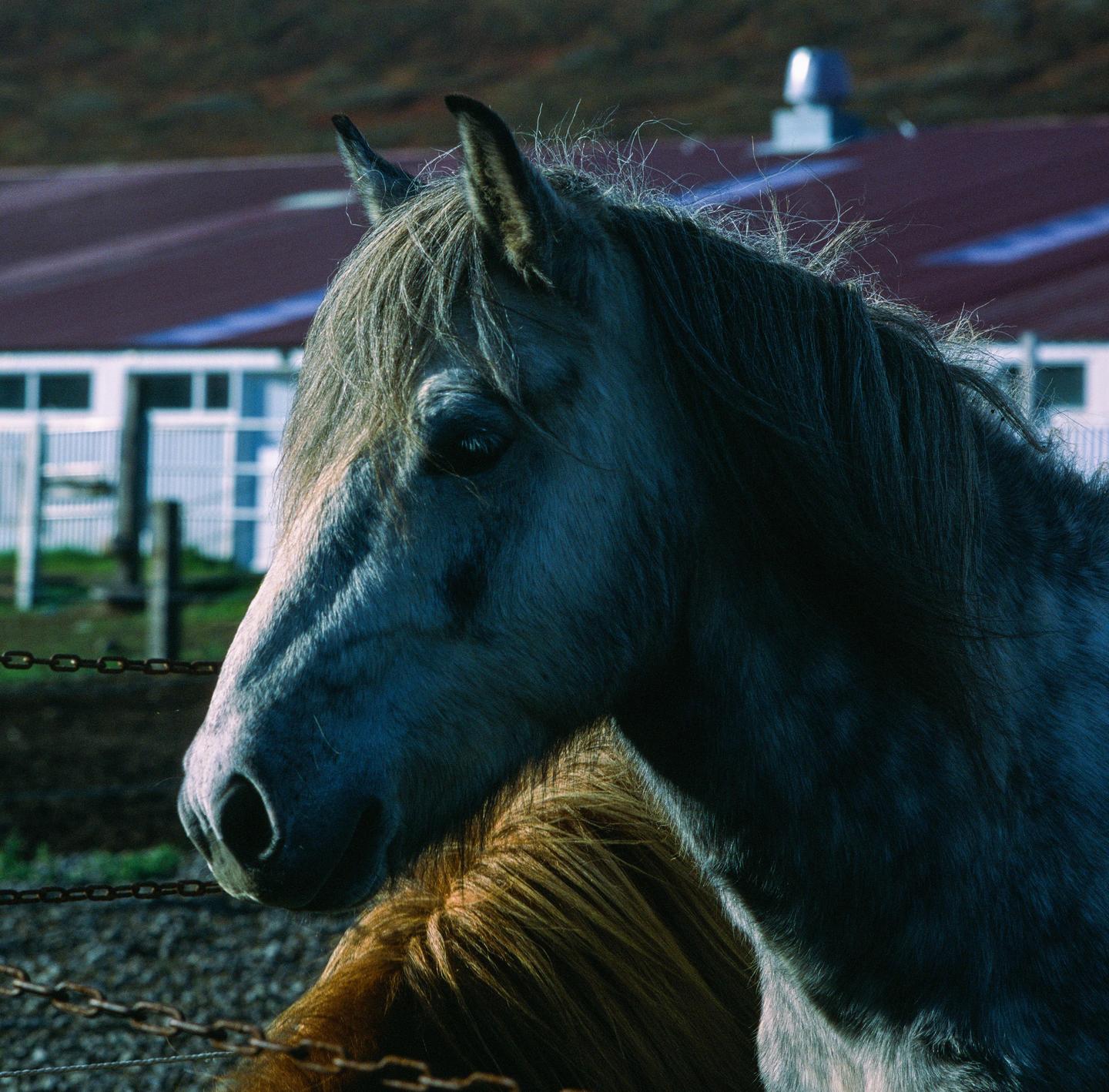 A horse with a grey mane stands in profile with a red-roofed building in the background.
