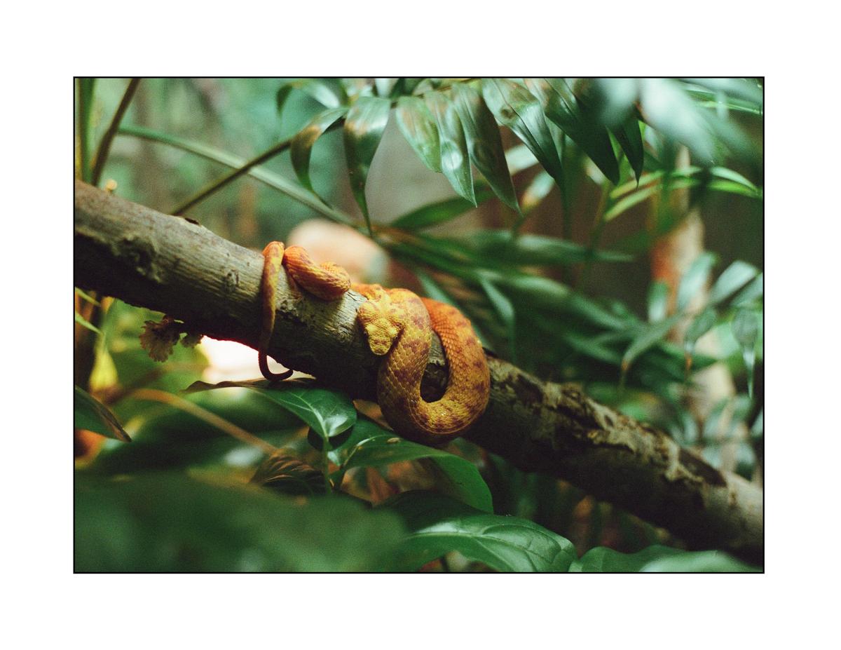 A snake is coiled around a tree branch surrounded by green foliage.