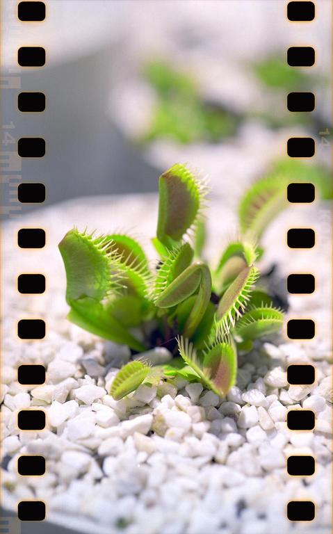 A venus flytrap plant with several open traps sits on a bed of white pebbles.