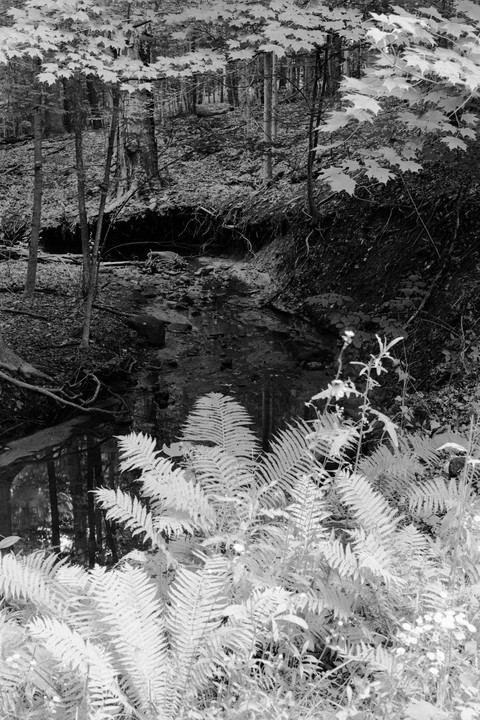 A black and white forest scene shows a small stream flowing through a wooded area with ferns in the foreground.