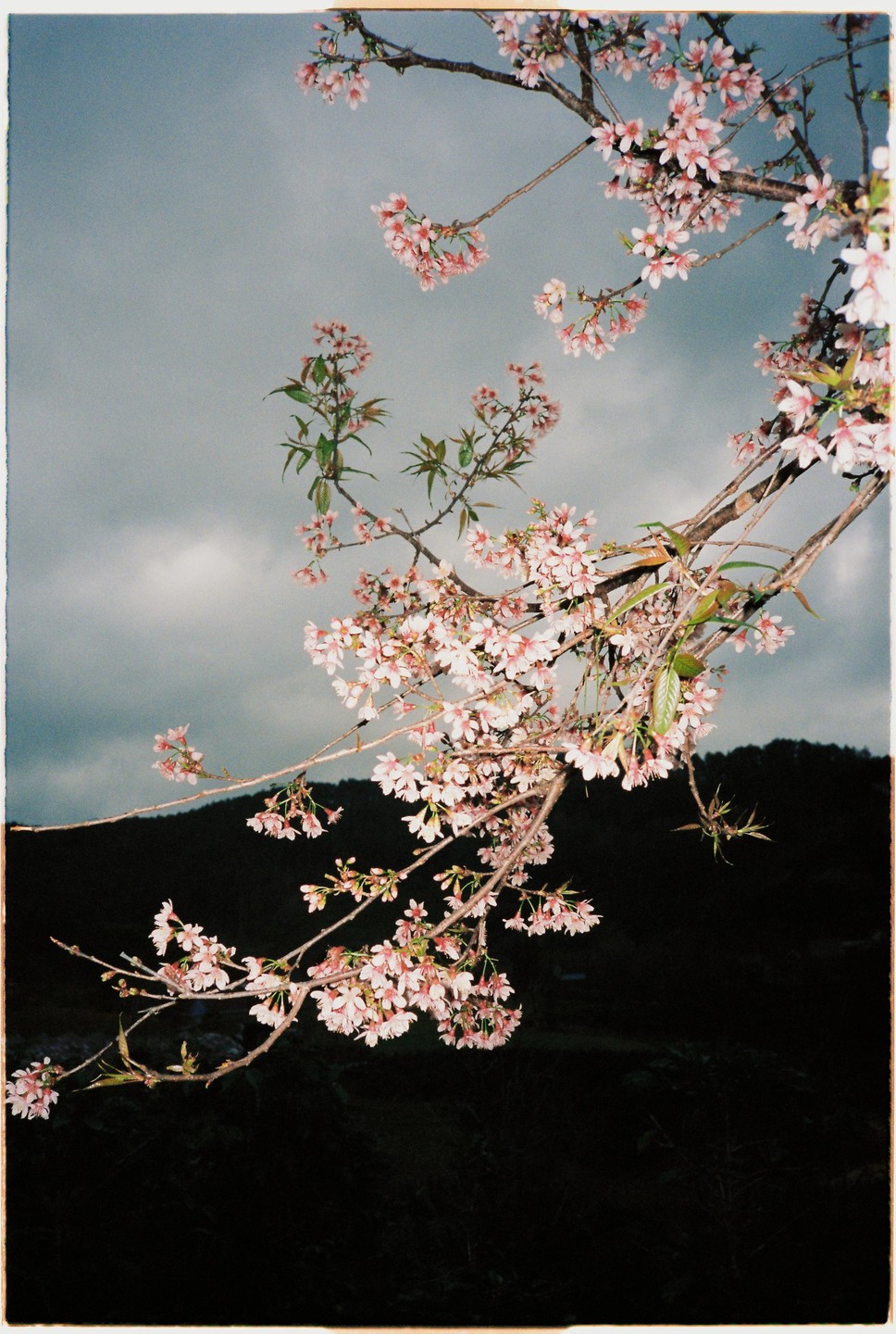 Pink blossoms hang from branches against a dark mountain and cloudy sky.
