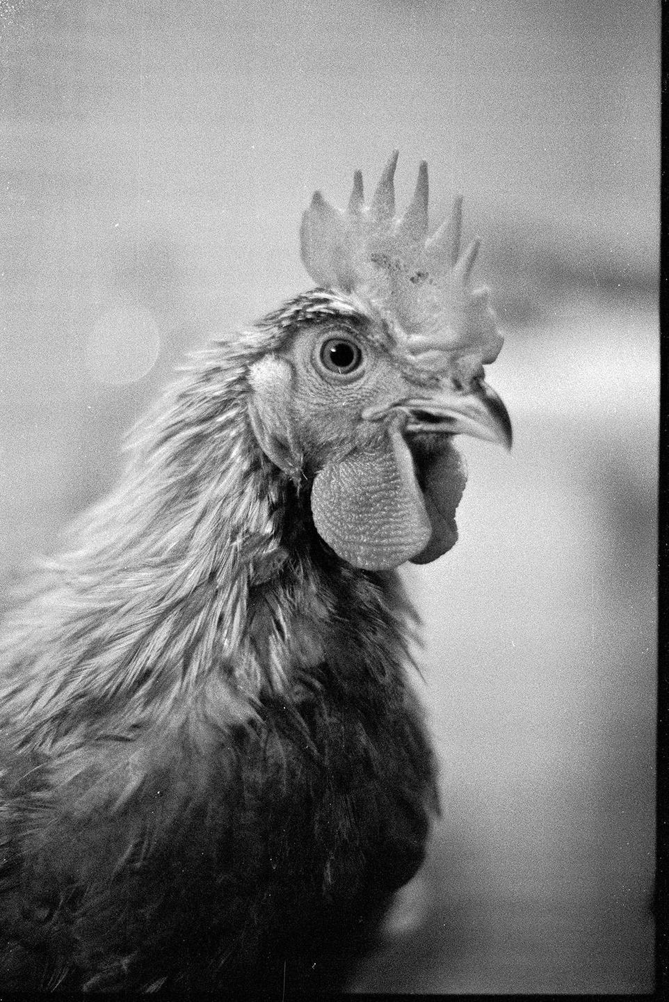 A rooster with a prominent comb and wattle is shown in a close-up, black and white portrait.