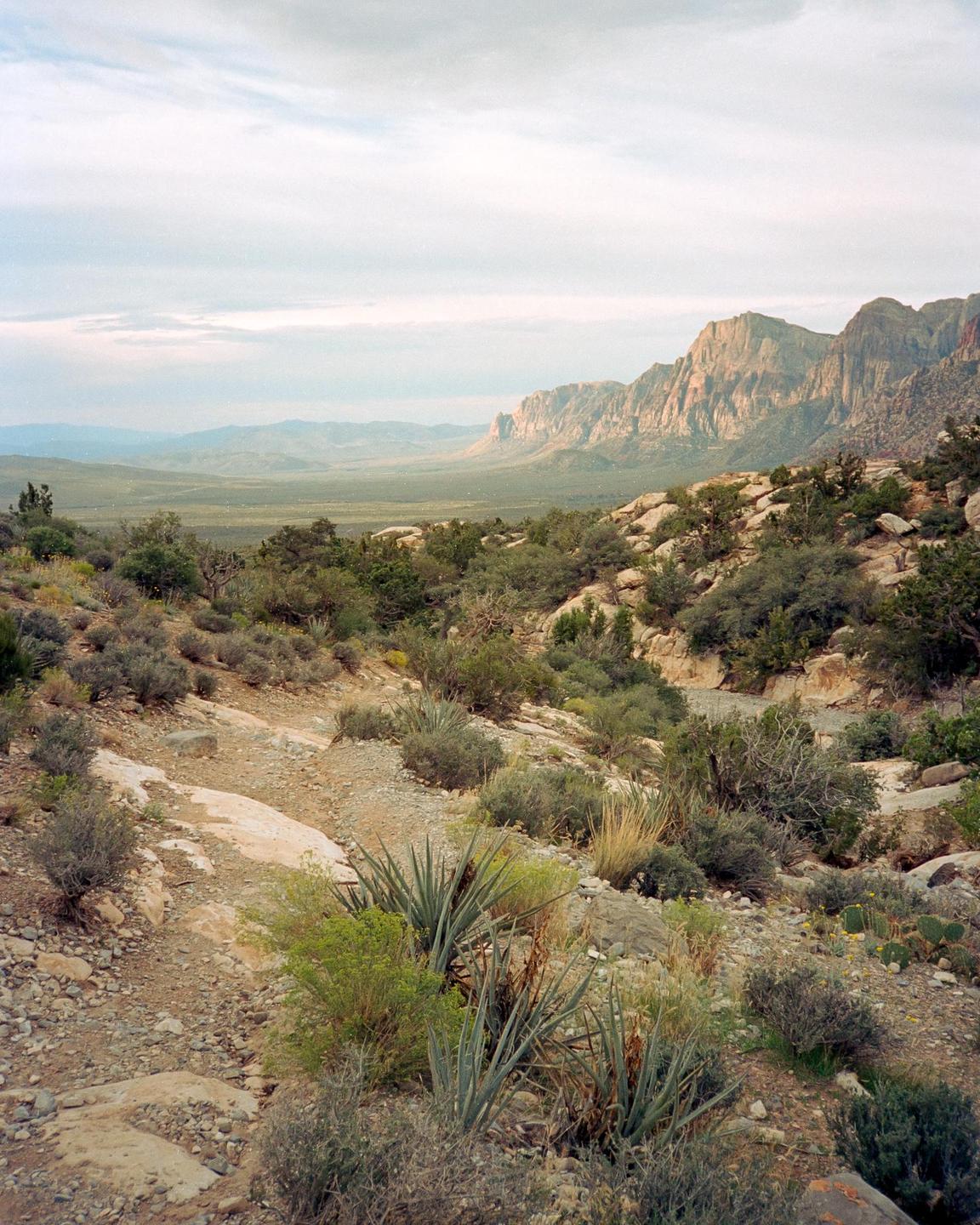 A rocky desert landscape with mountains in the distance is covered in green shrubs and agave plants under a cloudy sky.