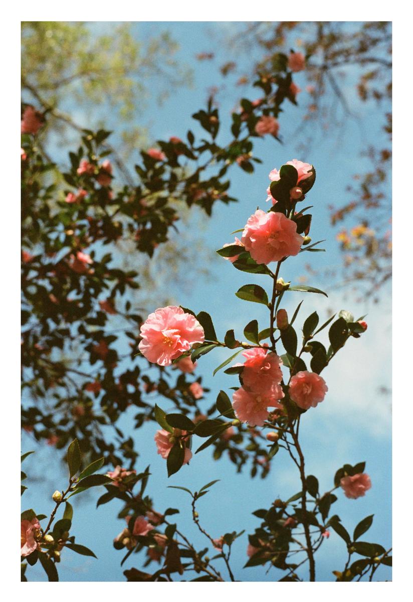 Pink camellia blossoms and green leaves are visible against a clear blue sky.