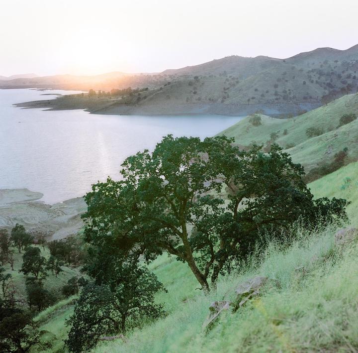 A large tree stands on a grassy hillside overlooking a lake with mountains in the distance at sunset.