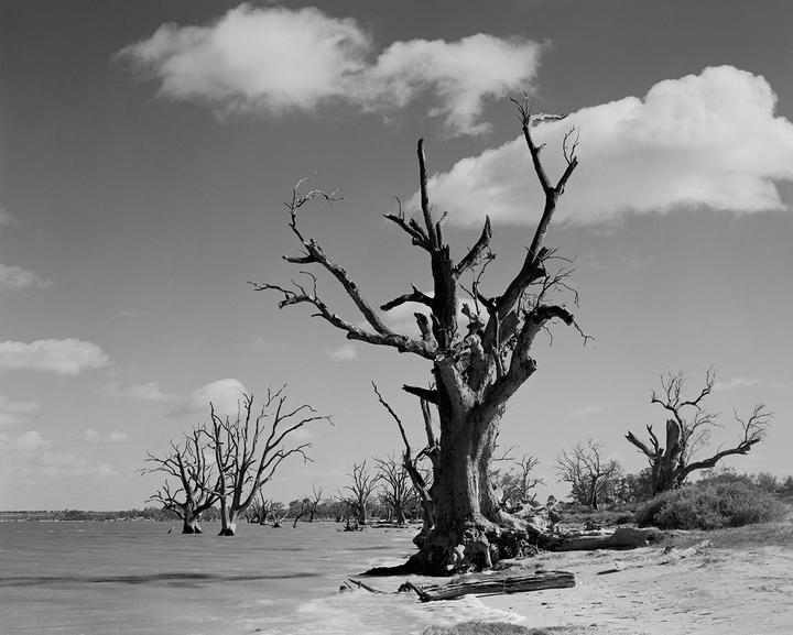 Dead trees stand in and around a lake under a cloudy sky.