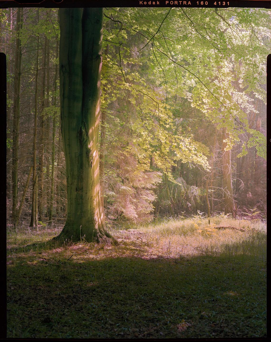 Sunlight illuminates a tree trunk and the forest floor, with dense foliage in the background.
