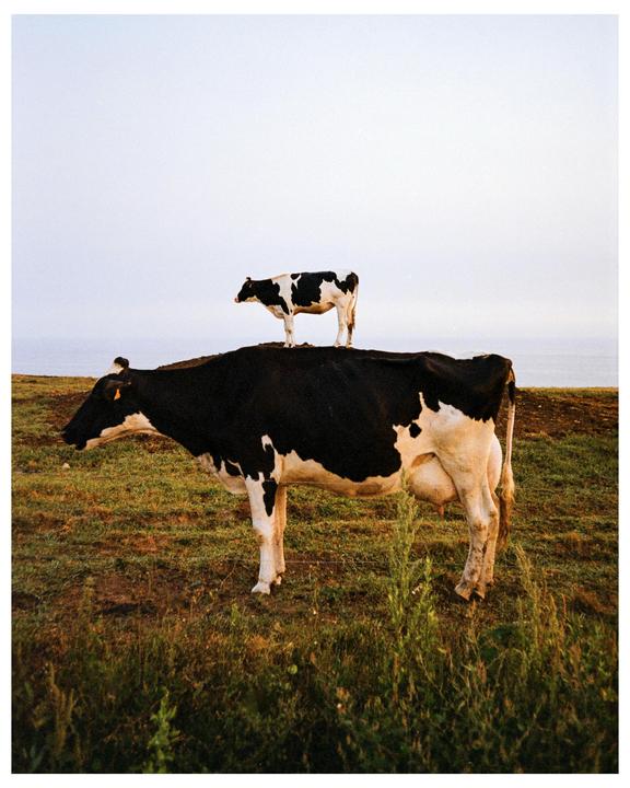 A small cow stands on the back of a larger cow in a grassy field with the ocean in the distance.