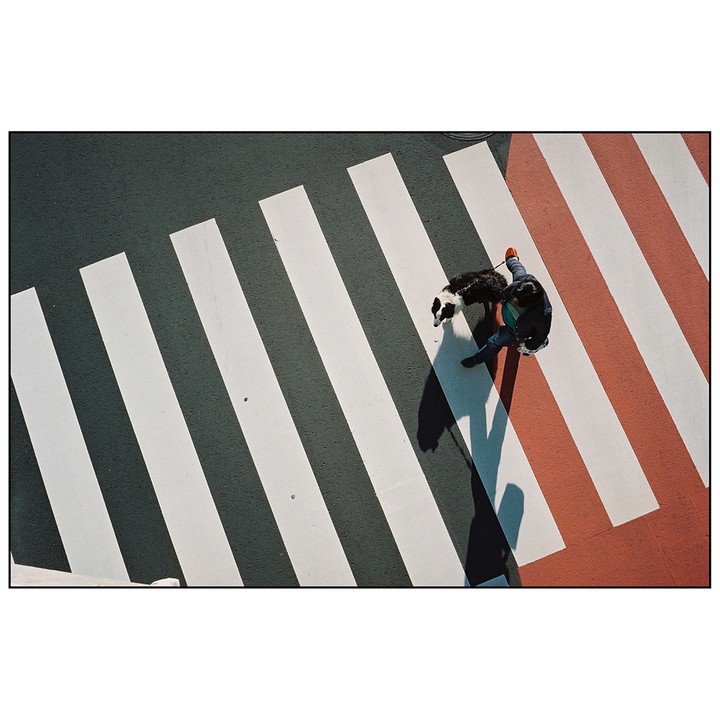 A person walks a dog across a crosswalk with red and white stripes.