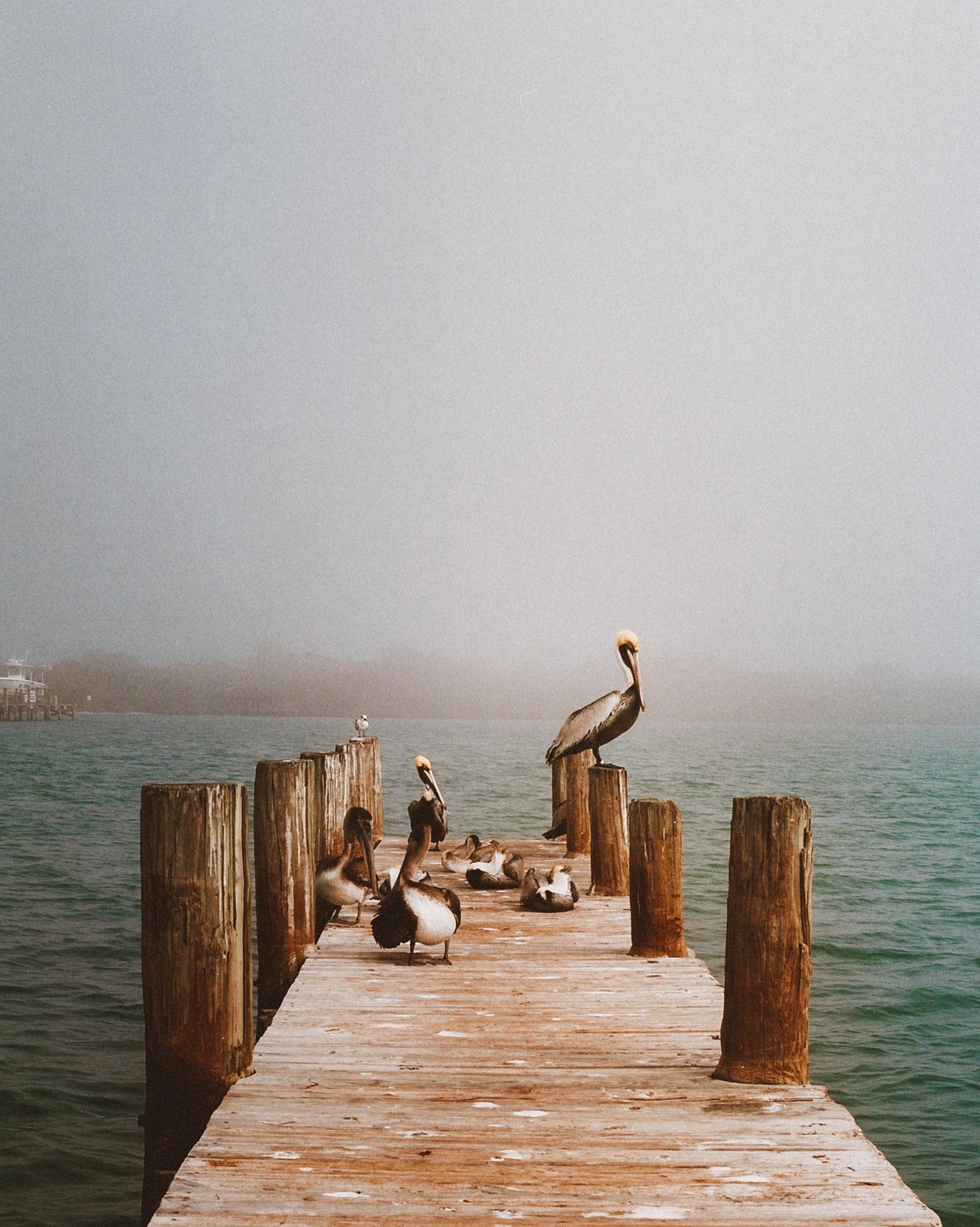 Several pelicans are gathered on a wooden pier extending into hazy water.
