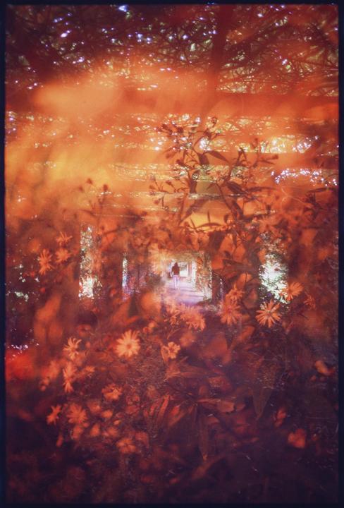 A person walks through a tunnel of foliage and flowers, with an orange hue over the image.