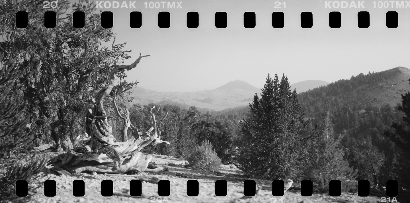 A gnarled tree trunk sits in the foreground of a mountain landscape with a hazy sky.