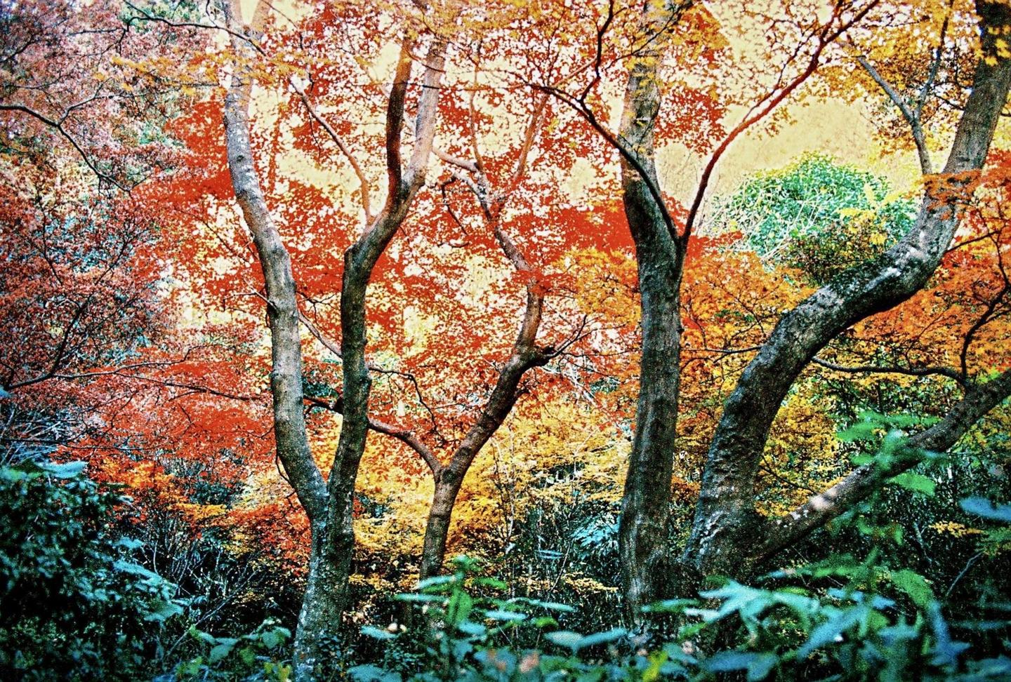 A forest of trees with autumn foliage is seen from a low angle.