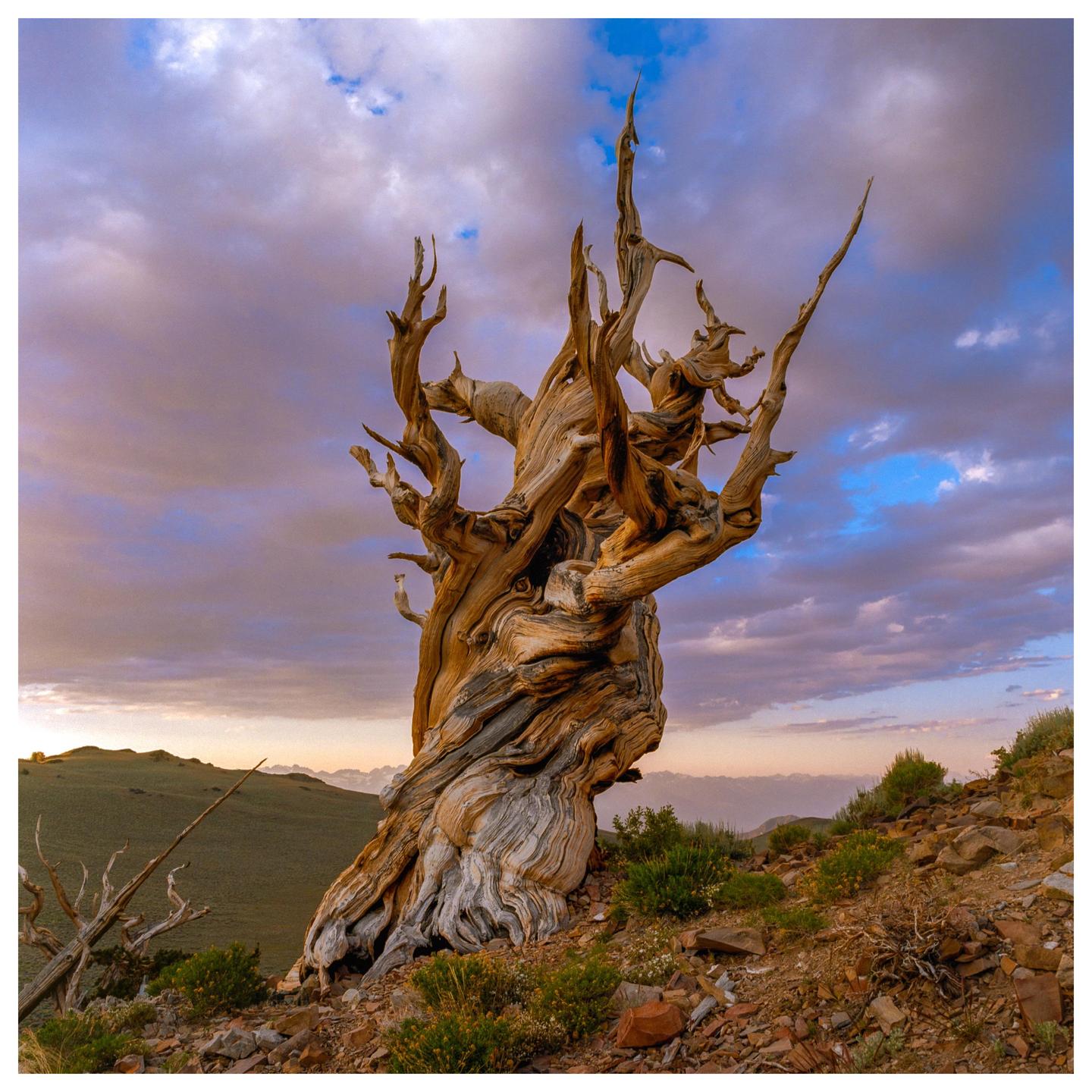 An ancient bristlecone pine tree stands on a rocky hillside under a dramatic sky at dusk.