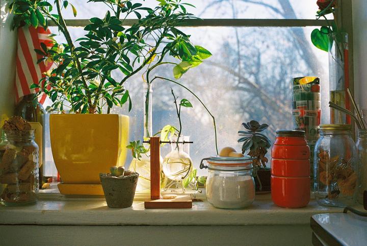 A collection of potted plants and jars sits on a sunlit kitchen windowsill.