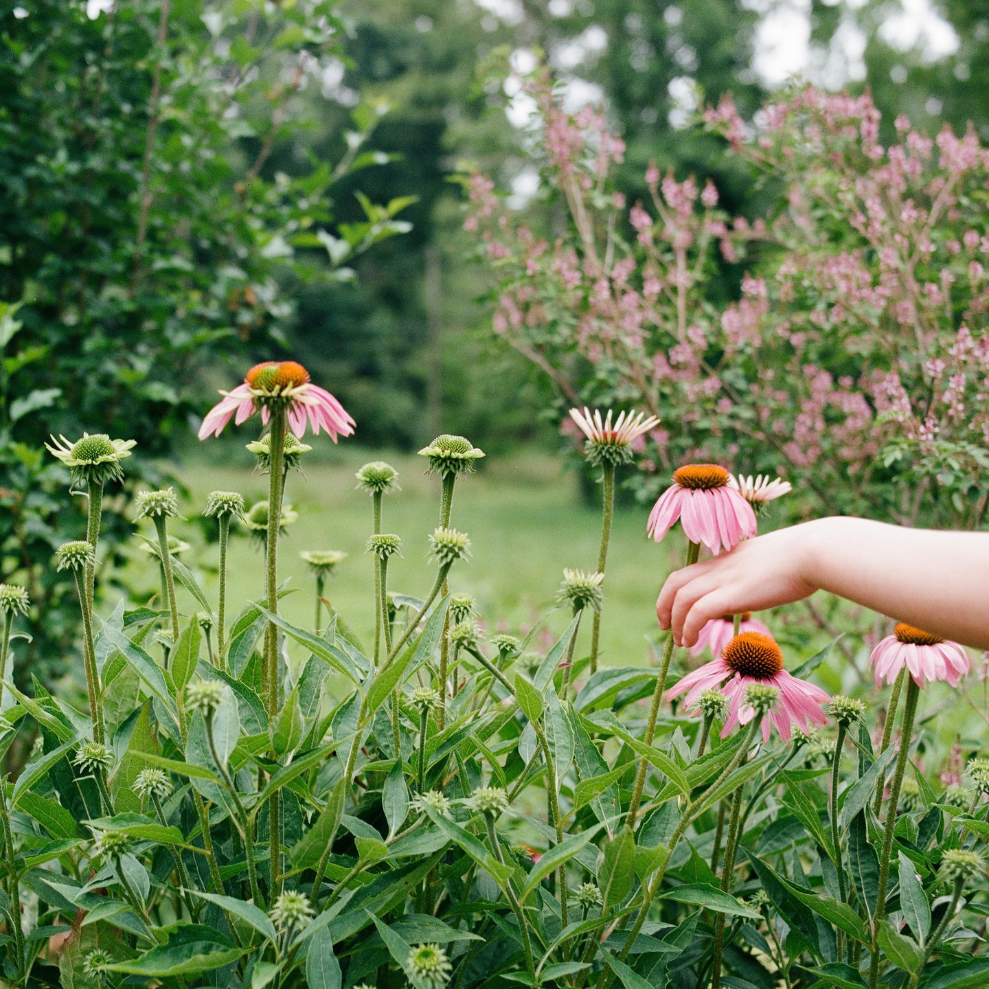 A child's hand reaches for a pink coneflower in a garden.