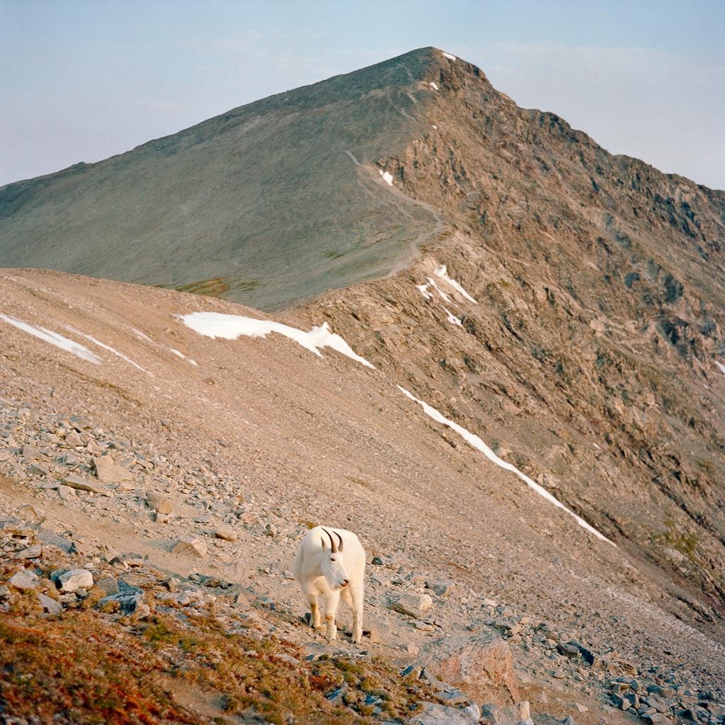 A mountain goat stands on a rocky slope with a large mountain peak in the background.