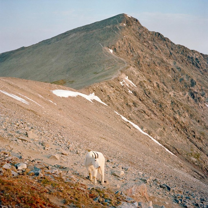A mountain goat stands on a rocky slope with a large mountain peak in the background.