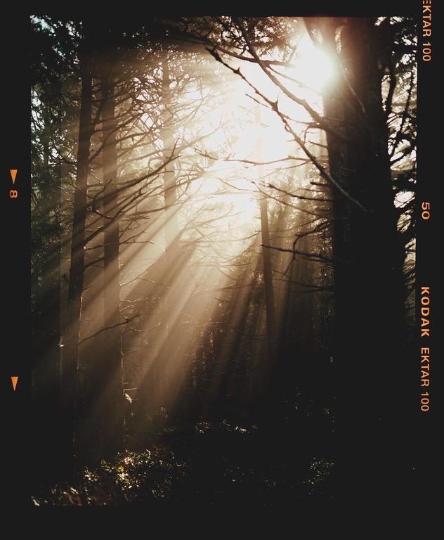 Sunlight streams through a hazy forest with tall trees and undergrowth.