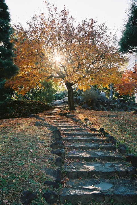 Sunlight shines through the autumn leaves of a large tree at the top of a stone staircase in a park.