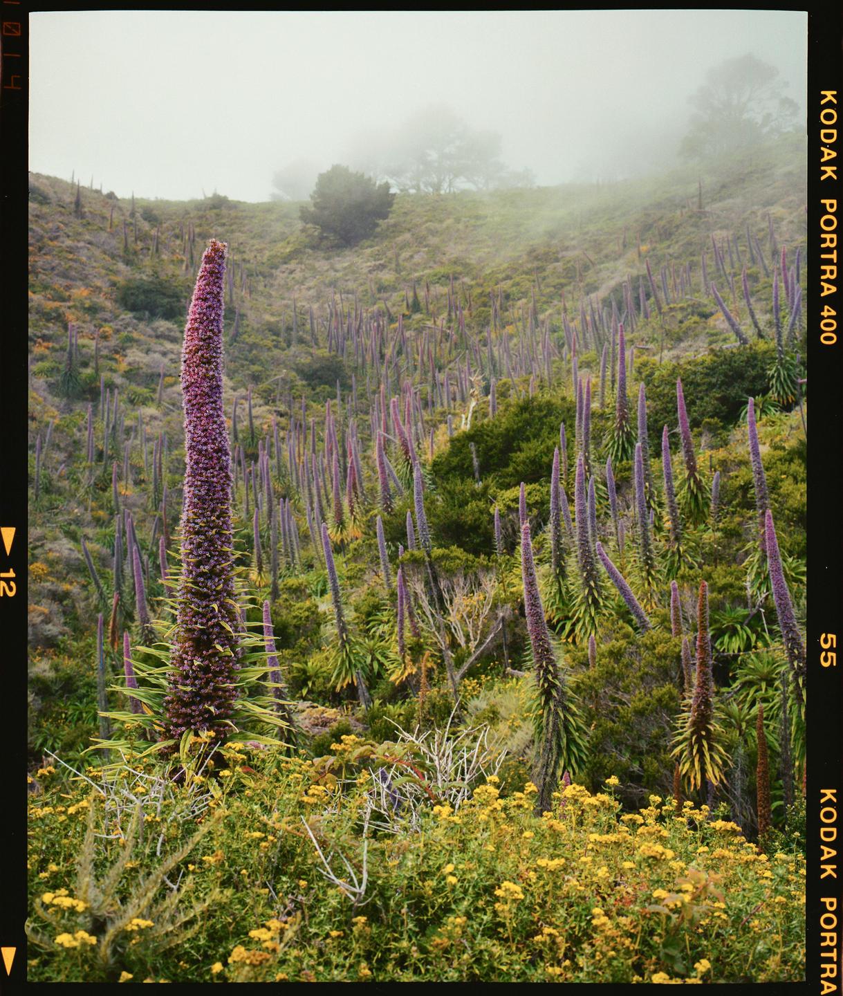 A hillside covered in tall purple flowers and green foliage is shrouded in fog.