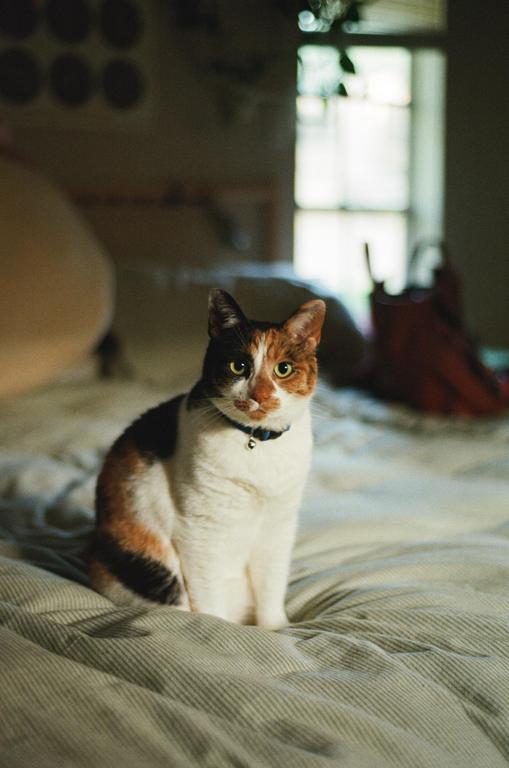 A calico cat with a blue collar sits on a striped bedspread in evening light.