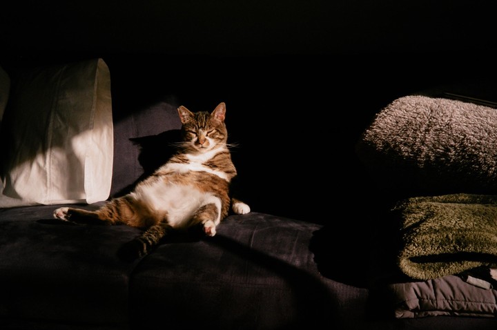 A tabby cat with closed eyes is lounging on a dark couch, illuminated by a shaft of sunlight.