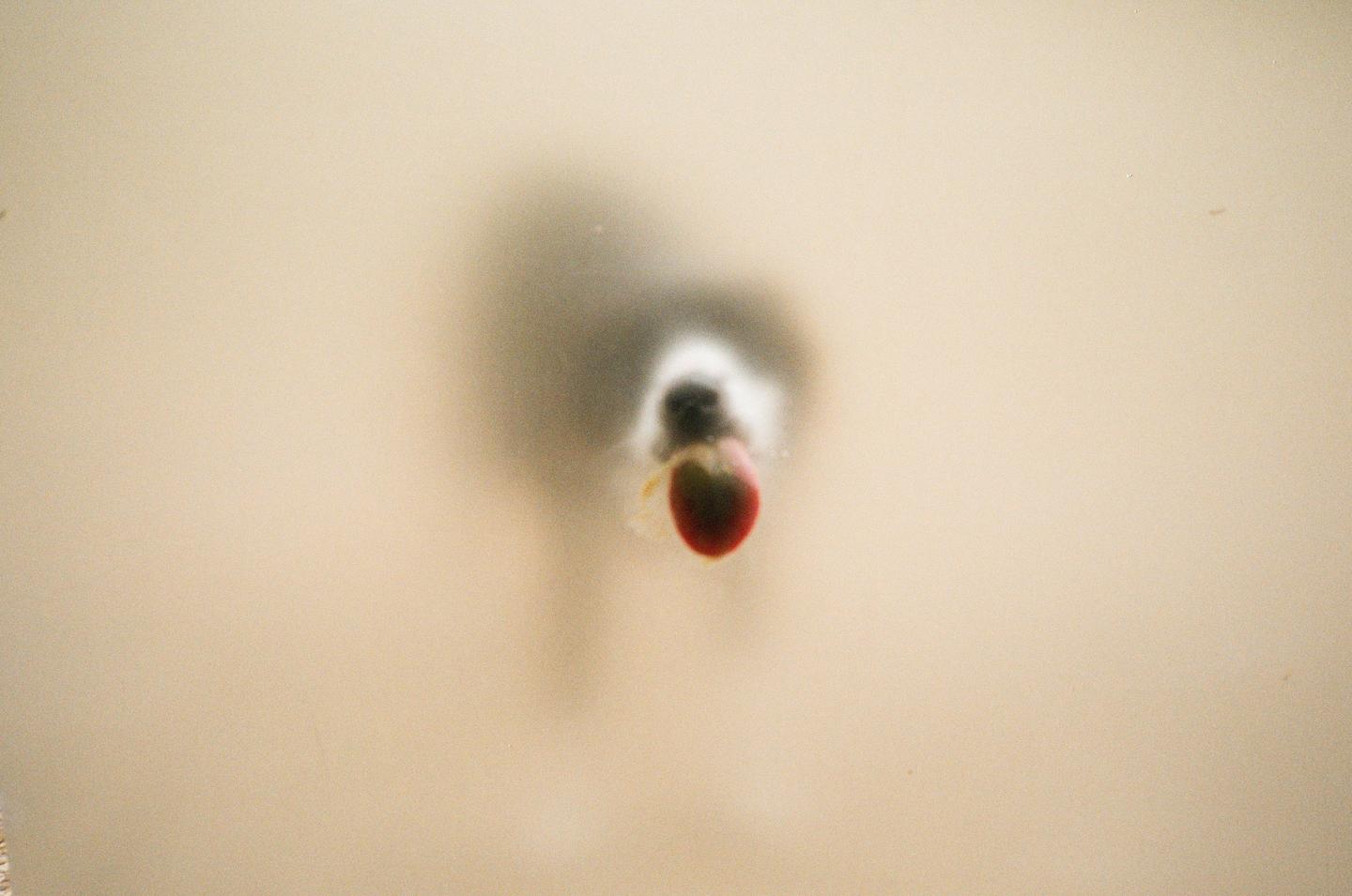 A blurry dog with a red toy in its mouth is visible through a translucent surface.