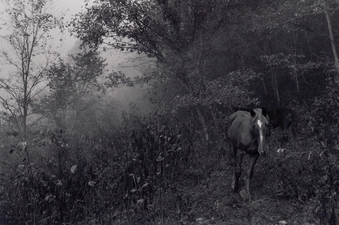 A horse with a white blaze walks through a dense, misty forest.