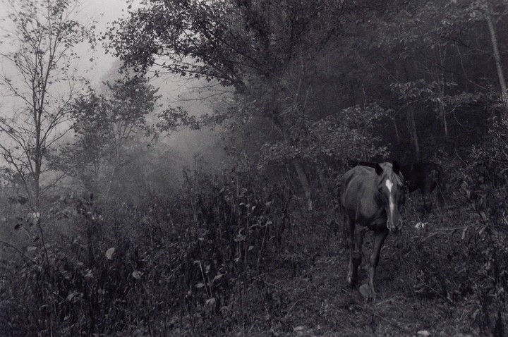 A horse with a white blaze walks through a dense, misty forest.