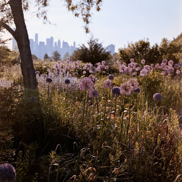 A field of purple allium flowers grows in front of a city skyline.
