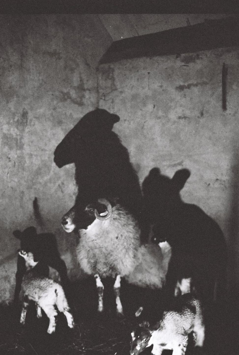 A ram and two lambs stand in a dark barn with large shadows cast on the wall behind them.