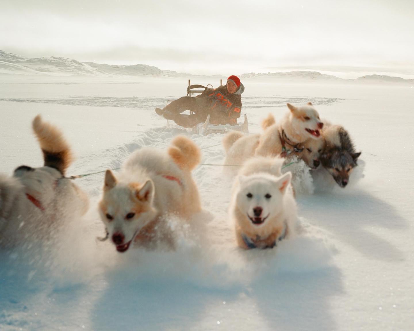 A person in a red hat sits on a sled pulled by a team of dogs through a snowy landscape.