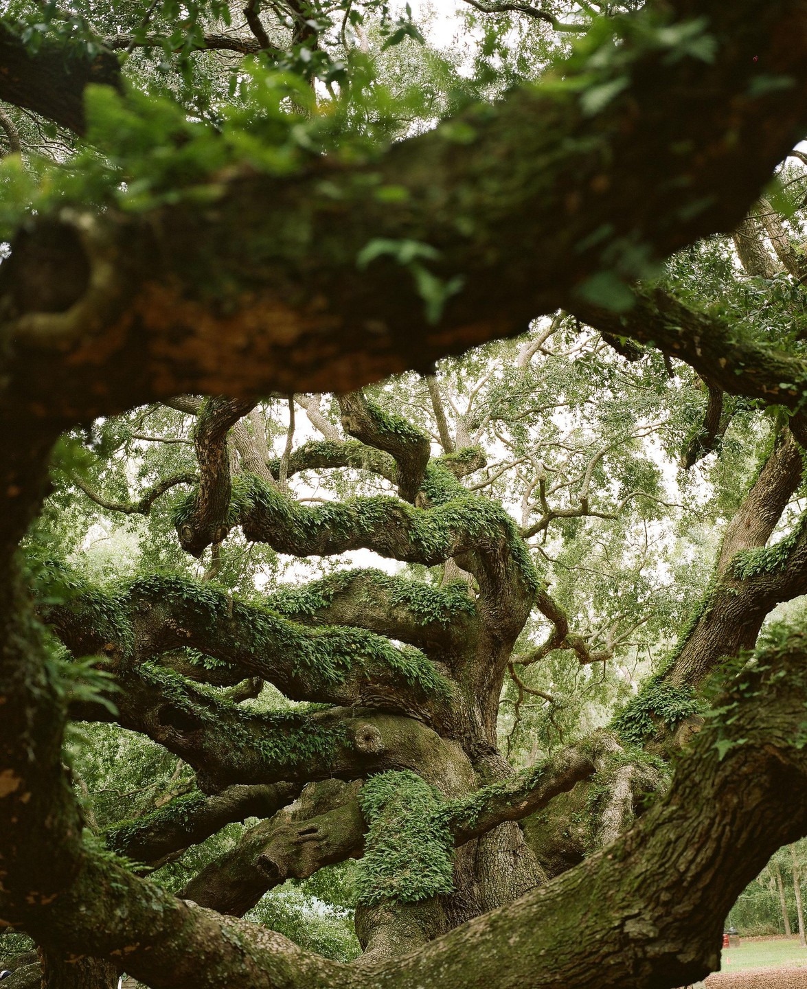 A large, ancient oak tree with many gnarled branches covered in green foliage fills the frame.