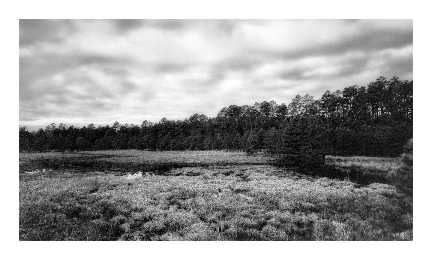 A wide expanse of marshland with tall grass and small pools of water stretches towards a dense forest under a cloudy sky.
