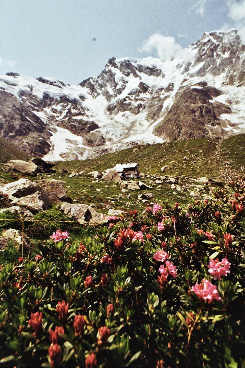 A field of pink flowers is in the foreground of a mountain landscape with a small house and snow-capped peaks.